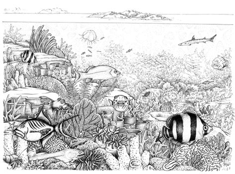 Coral reef scene done by Lizzie Harper for WWT Under The Sea Drawings, Underwater Drawing, Sea Drawing, Tree Drawings Pencil, Tatuaje A Color, Art Sketches Pencil, Illustration Pen And Ink, Reference Pictures, Coral Reefs