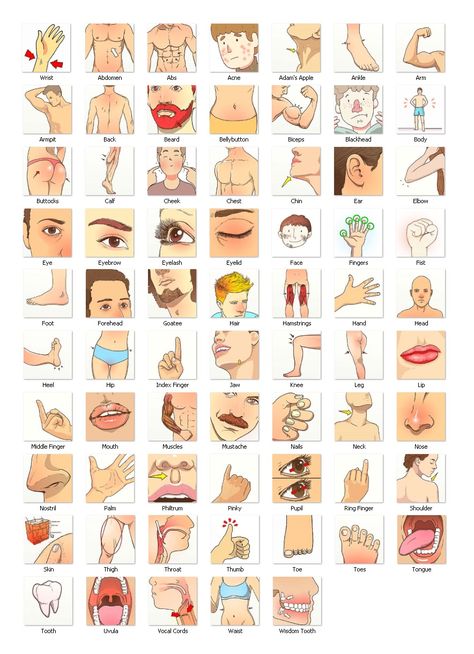 Human Body Vocabulary, Emojis Meanings, Words To Spell, Human Organs, Learning Spanish Vocabulary, New Vocabulary Words, English Vocab, German Language Learning, English Verbs