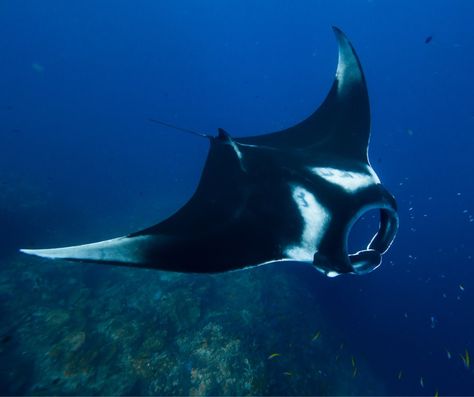 Giant Manta Ray, Fish Reference, Giant Manta, Cleaning Fish, Water Movement, Open Ocean, Beautiful Sea Creatures, Symbiotic Relationships, Manta Ray