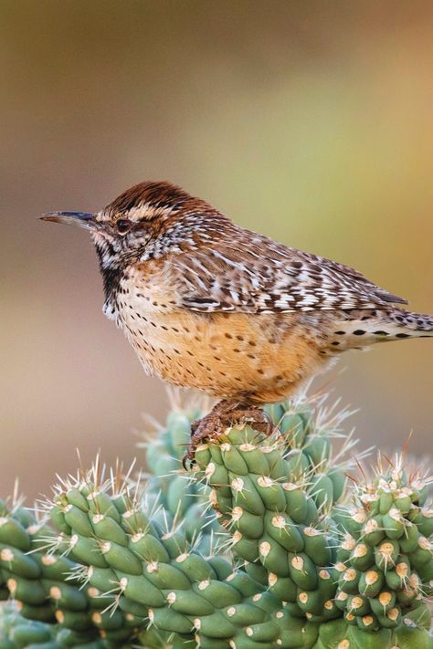 17 Beautiful Arizona Birds | Cactus Wren Arizona State Bird, Desert Birds Arizona, Birds Of Arizona, Arizona Wildlife, Arizona Animals, Desert Owl, Desert Birds, Bird Parakeet, Arizona Birds