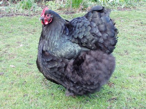 8 Great Backyard Chicken Breeds Orpington Chickens, Australorp Chicken, Black Australorp, Family Homestead, Egg Laying Chickens, Types Of Chickens, Plymouth Rock, Black Chickens, Beautiful Chickens