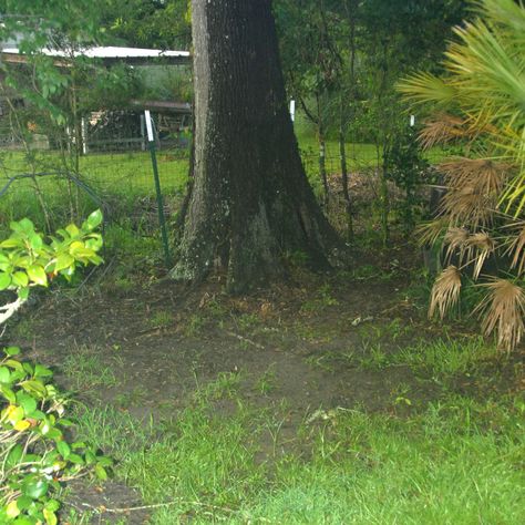 Shade Gardens Under Tree, Grass Alternative Backyard Shade, Grass For Shaded Yard, Shade Lawn Alternative, Under Tree Landscaping, Backyard Grass Alternative, Shady Backyard Ideas, Shade Tolerant Grass, Garden Sticks