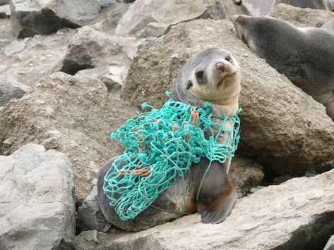 Marine Life Entanglements: Why it Needs to Stop! Ocean Projects, Marine Debris, Ocean Pollution, Save Our Oceans, Water Pollution, 카드 디자인, Plastic Pollution, Nature Conservation, Marine Mammals