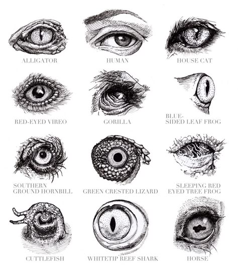 Animal Eyes, Arte Ninja, Eye Close Up, Monster Eyes, Monster Drawing, Eye Sketch, Eyes Drawing, Dragon Eye, Eye Tattoo