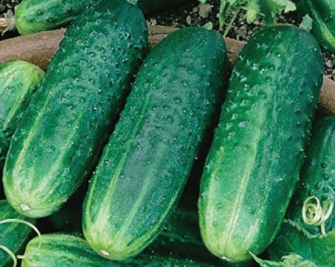 Carolina Cucumber Seeds Shade Planting, Make Pickles, Cucumber Varieties, Hot Pepper Seeds, Cucumber Seeds, Home Gardens, Growing Cucumbers, Urban Farmer, Garden Vegetables