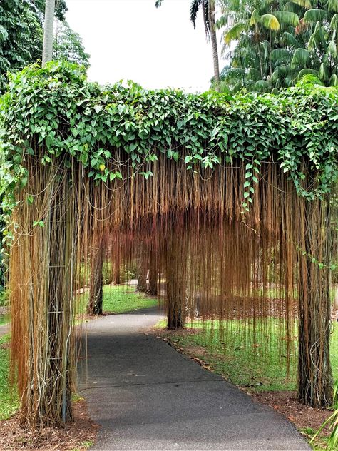 Curtain Ivy (Cissus verticillata), Singapore Botanic Gardens [https://www.nparks.gov.sg/sbg].