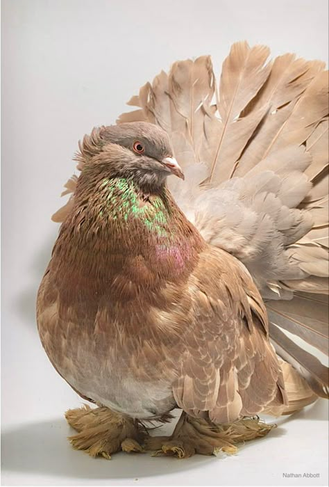 Brown fantail pigeon developed through selective breeding. Various domestic pigeon breeds descend from the wild rock pigeon. Natural Reference, Fantail Pigeon, Fancy Pigeons, Pet Pigeon, Cute Pigeon, Albanian Flag, Pigeon Pictures, Pigeon Breeds, Dove Pigeon