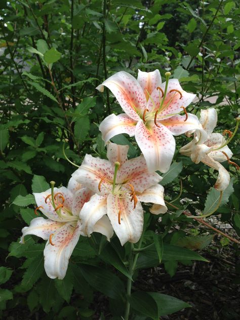 Salmon Star lilies Star Lily, Stargazer Lily, Nothing But Flowers, Flower Therapy, Pretty Plants, Beautiful Flowers Pictures, Exotic Flowers, Flower Pictures, Dream Garden