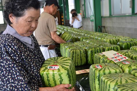 Square Watermelons grown in Japan.  Each watermelon is expected to be sold for about 10,000 yen ($125). Square Watermelon, Japan World Cup, Food Quotes Funny, Watermelon Carving, Fruit Packaging, Kagawa, Fresh Memes, Wholesome Memes, Food Humor