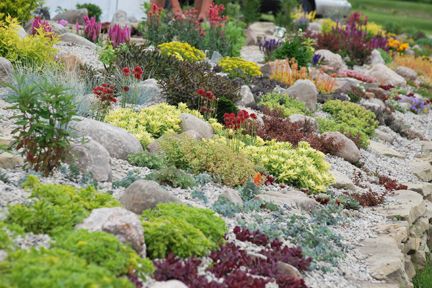 sedum Archives - Perennially Yours Sunsparkler Sedum, Sedum Garden, Lawn Alternatives, Fountain Grass, Rock Garden Design, Hillside Landscaping, Small Shrubs, Corner Garden, Rock Garden Landscaping