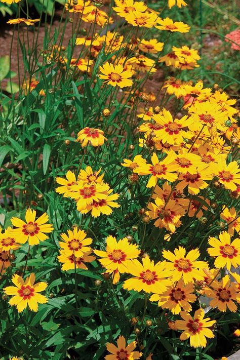 Growing Perennials From Seed, Perennial Bushes, Starting Plants From Seeds, Clay Soil Plants, Perennial Sunflower, Perennial Garden Plans, Fall Perennials, Easy Perennials, Outside Plants