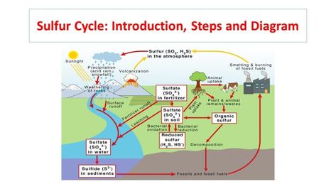 Introduction Nutrients present in the environment, such as nitrogen, sulfur, phosphorous, manganese, and iron are cycled, carried out during the course of microbial growth & metabolism. This process of nutrient ... Read more The post Sulfur Cycle: Introduction, Steps and Diagram appeared first on Microbiology Notes. Sulphur Cycle, Earth Crust, Microbiology Notes, Anaerobic Respiration, Nutrient Cycle, Plant Biology, Redox Reactions, High School Project, Photosynthesis