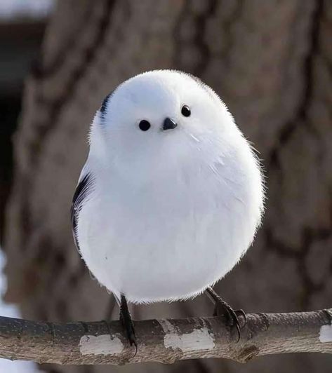 Japanese Snow Fairy Japanese Snow, National Geographic Photography, Bird & Wildlife Houses, Japanese Bird, Snow Fairy, Fantasy Beasts, Dog Eyes, Backyard Birds, Bird Pictures