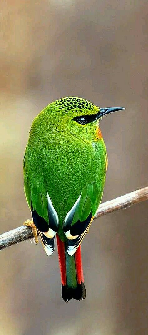 Colorful birds - Fire Tailed Myzornis bird of India. - photographer Mitash Biswas Green Bird, Nature Birds, All Birds, Bird Pictures, Exotic Birds, Tropical Birds, Bhutan, Pretty Birds, Bird Photo