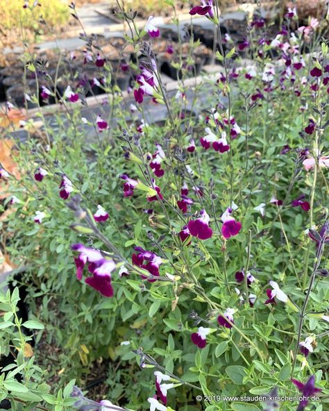 Back Garden, Planting Flowers, Lips, Amethyst, Purple, Flowers, Plants