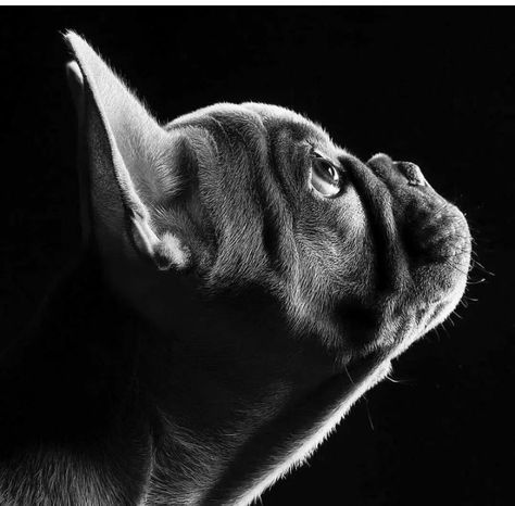 Animal Photoshoot, French Bulldog Art, Bulldog Francese, Frenchie Lovers, Dog Photoshoot, Professional Model, Frenchie Bulldog, Frenchie Puppy, Cute French Bulldog