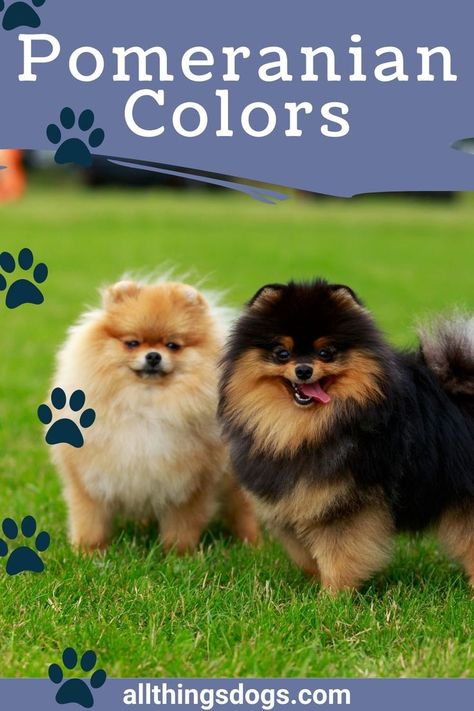 Pomeranian Puppy Colors, Wolf Sable Pomeranian, Blue Pomeranian, Pomchi Dogs, Pomeranian Colors, Teddy Bear Pomeranian, Teacup Dog Breeds, Merle Pomeranian, Bear Dogs