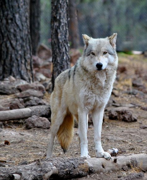 Alaskan Tundra Wolf, Williams, Arizona Copyright: Eleu Tabares Tundra Wolf, Maned Wolf, Wolf Photos, Wild Wolf, Wolf Pictures, Beautiful Wolves, Wild Dogs, Wolf Dog, Second Chance