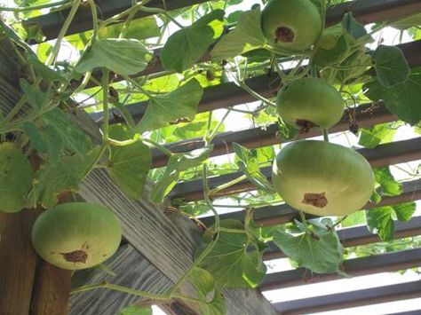 Jim's Frog Blog: Gourd Trellis Gourd Trellis, Trellis For Gourds, Gourd Trellis Ideas, Growing Gourds In Containers, Growing Gourds Trellis, Growing Gourds From Seeds, Growing Birdhouse Gourds, Trellis Fence, Lattice Trellis