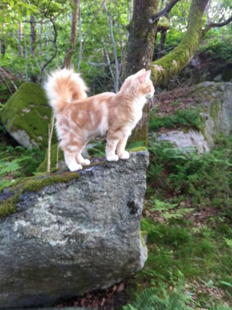 Norwegian Forest Cat Aesthetic, Norwegian Forest Cat Orange, Cats In Forest, Cat In A Forest, Cat In The Forest, Cat Poses, Most Popular Cat Breeds, Cat Vet, Popular Cat Breeds