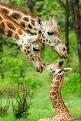 Giraffe Pictures, Giraffe Family, Cute Giraffe, Baby Giraffe, African Animals, Giraffes, Sweet Animals, Animal Planet, 귀여운 동물