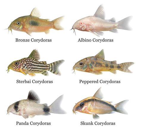 Corydoras Corydoras Fish, Corydoras Tanks, Corydoras Catfish, Cool Fish Tank Decorations, Fish Chart, Fish Sketch, Tropical Fish Tanks, Saltwater Aquarium Fish, Fish Tank Terrarium