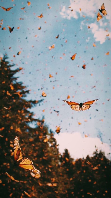 goodvibes-vsco | VSCO Butterflies Nature, Collage Des Photos, Wallpaper Estetika, Christmas Aesthetic Wallpaper, Flowers Background, Butterfly Wallpaper Iphone, Monarch Butterflies, Whatsapp Wallpaper, Hapkido