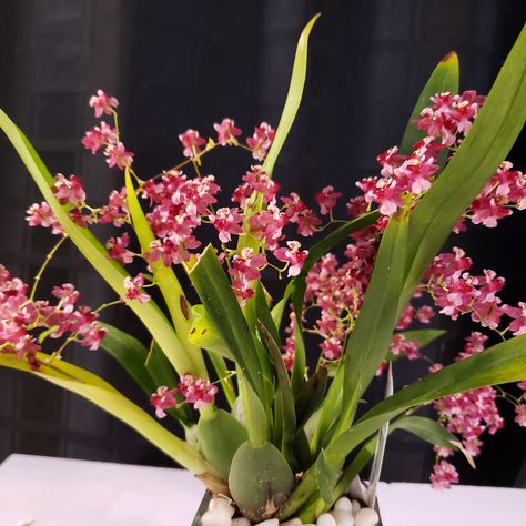 12/22/2022 Exotic Orchids, Twinkle Twinkle, Orchids, Pink