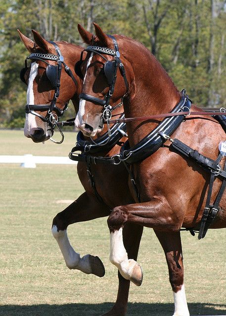 Kwpn Horse, Driving Horses, Hackney Horse, Dutch Warmblood, Kentucky Horse Park, Carriage Driving, Horse Harness, Horse Boarding, Most Beautiful Animals