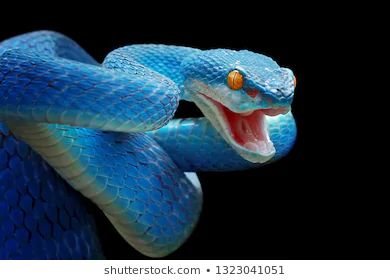 Foto de stock sobre Cara De Serpiente Azul Serpiente Insulares (editar ahora) 1323041051 Sea Krait, Snake Facts, Snake Photos, Viper Snake, Types Of Snake, Colorful Snakes, Blue Snake, Snake Bites, Snake Tattoo