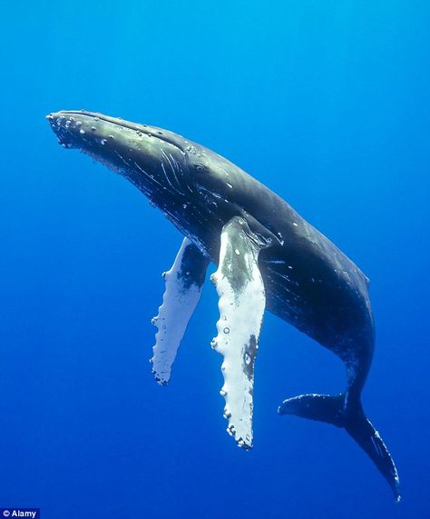 Humpback whales don't really communicate like other dolphins and whales, when they vocalize, they sing. The songs they sing are so beautiful! Whale Song, Sea Mammal, Whale Art, Water Animals, Aquatic Animals, Marine Mammals, Whale Shark, Humpback Whale, Blue Whale