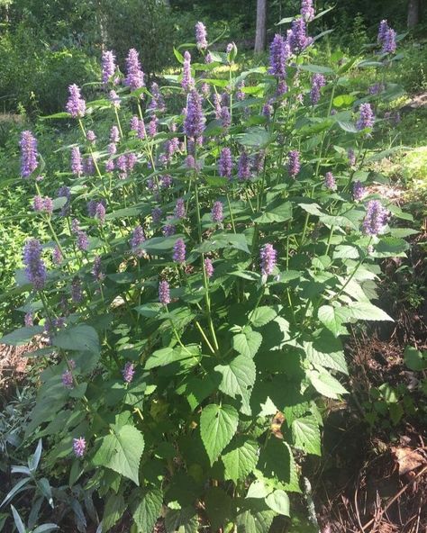 Anise Hyssop Plants, Anis Hyssop, Hyssop Flower, Anise Plant, Hyssop Plant, Italianate House, Anise Hyssop, Morning Garden, Pollinator Plants