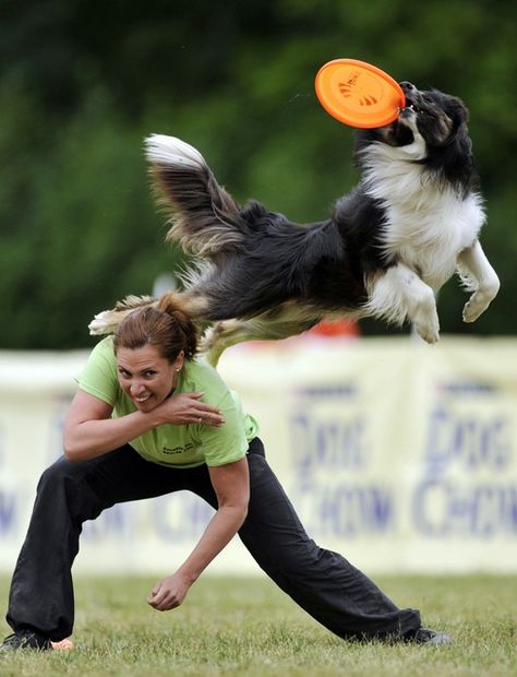 Dog Frisbee, Dog World, Holistic Pet Care, Agility Training For Dogs, Cat Supplements, Dogs Playing, Disabled Dog, Dog Yard, Natural Pet Food