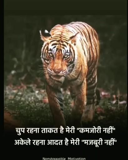 tiger, tiger quotes, quotes for tiger, quotes on tiger, motivation quotes, attitude quotes, funny quotes, tiger roar, angry tiger, black tiger quotes, brave quotes, cute tiger, inspiration quotes, strength tiger quotes, angry quotes, quotes wallpaper, tiger illustration Angry Quotes In Hindi, Tiger Quotes Inspiration, Tiger Attitude, Tiger Quotes, Motvational Quotes, Angry Quote, Attitude Motivation, Inspirational Music Quotes, Quotes Strength