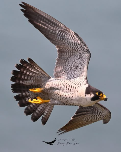 Peregrine Falcon Wings, Peregrine Falcon Flying, Falcon Flying, Flying Falcon, Raptor Bird Of Prey, Falcon Art, Nikon Z9, Winged People, Eagle Drawing