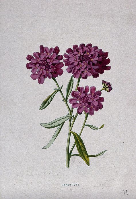 A candytuft plant (Iberis species): flowering stem. Chromolithograph, c. 1879, after F. Hulme. | Wellcome Collection Iberis Flower, Botanical Sketching, Higher Art, Knight Helmet, Wellcome Collection, Vintage Botanical Prints, Botanical Illustrations, Flower Bag, Floral Elements