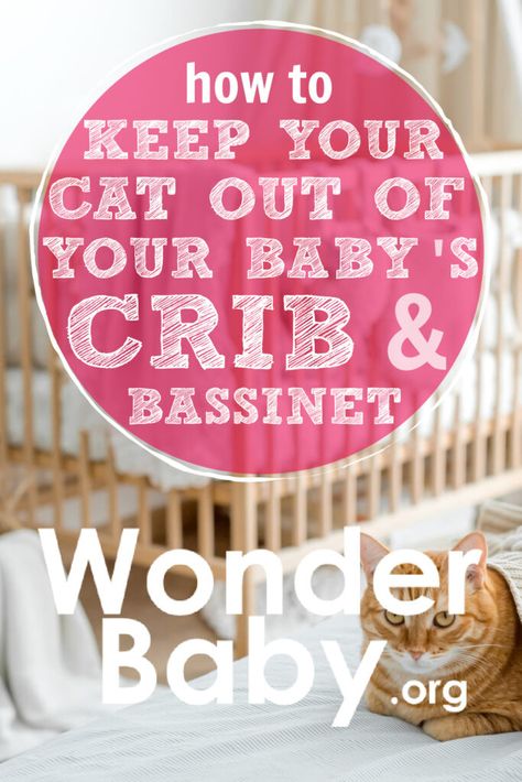 Cozy Places, Sleep Solutions, Cats Love, Cozy Place, Baby Crib, Baby Safe, Baby Cribs, Good Night Sleep, Bassinet