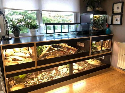 Diy Terrarium Reptile, Reptile Room Setup, Ball Python Terrarium Ideas, Reptile Room Ideas, Tegu Enclosure, Diy Reptile Enclosure, Snake Room, Reptile Rack, Reptile Wall