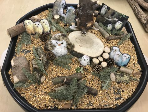 Owl Babies tuff spot Eyfs Woodland Animals, Owls Eyfs Activities, Woodland Tuff Tray Ideas, Woodland Tuff Tray, Nocturnal Animals Eyfs, Owl Babies Tuff Tray, Autumn Curiosity Approach, Owl Babies Activities, Owl Babies Eyfs Activities