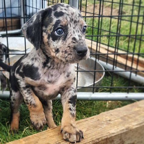 Kodo Catahoula Leopard Dog 6Weeks6 Catahoula Leopard Dog Tattoo, Catahoula Leopard Dog Drawing, Catahoula Puppies, Leopard Dog Catahoula, Cute Puppy Photos, Louisiana Catahoula Leopard Dog, Catahoula Leopard Dog Pitbull, Catahoula Leopard, Leopard Dog