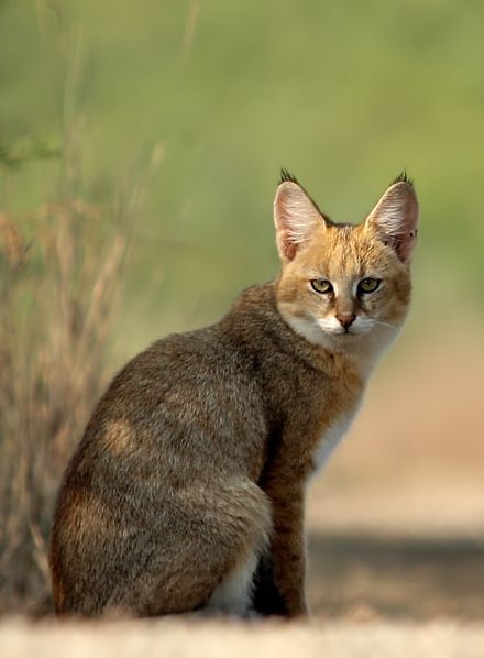 Jungle cat (Felis chaus) Jungle Cats, Domestic Cat Breeds, Small Wild Cats, Cat Species, Jungle Cat, Exotic Cats, House Cat, Take Note, Like Animals