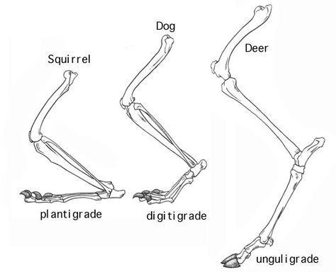 posture Leg Anatomy, Foot Anatomy, Animal Skeletons, Animal Anatomy, Sketch Inspiration, Anatomy Reference, Drawing Reference Poses, Art Tips, Drawing Tips