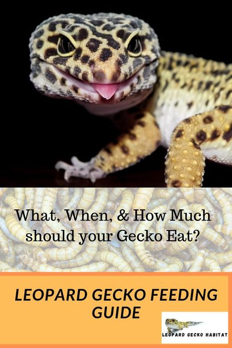 What do leopard geckos eat? How often should you feed them? Check out our best tips in this comprehensive leopard gecko feeding guide. Spotted Leopard Gecko, How To Take Care Of Leopard Geckos, Leopard Gecko Weight Chart, Leopard Gecko Feeding Chart, Leopard Gecko Care Sheet, Leopard Gecko Food List, Leopard Gecko Feeding Schedule, Diy Leopard Gecko Habitat Ideas, Leapord Gecko Habitat Ideas