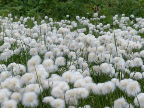 20 Types of Tundra Plants Apart of This Biome 10 Tundra Plants, Facts About Plants, Low Growing Shrubs, Types Of Moss, Types Of Shrubs, Biome, Clean Cotton, Tropical Forest, Plant Species