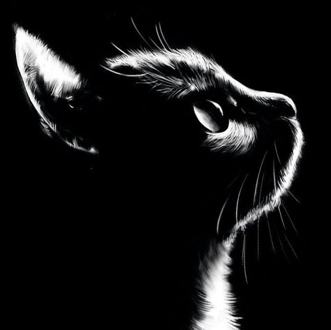 White On Black Art, Cat Design Art, Black Cat Artwork, Black Canvas Art, Cats Art Drawing, Scratchboard Art, نباتات منزلية, Black Paper Drawing, Cat Art Illustration