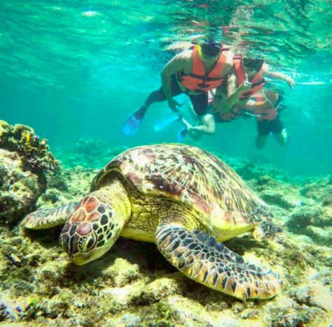 Apo Island Turtle Snorkeling, Apo Island, Romantic Reads, Port Blair, Dumaguete, Take A Selfie, Snorkeling Gear, Book Community, Promote Book