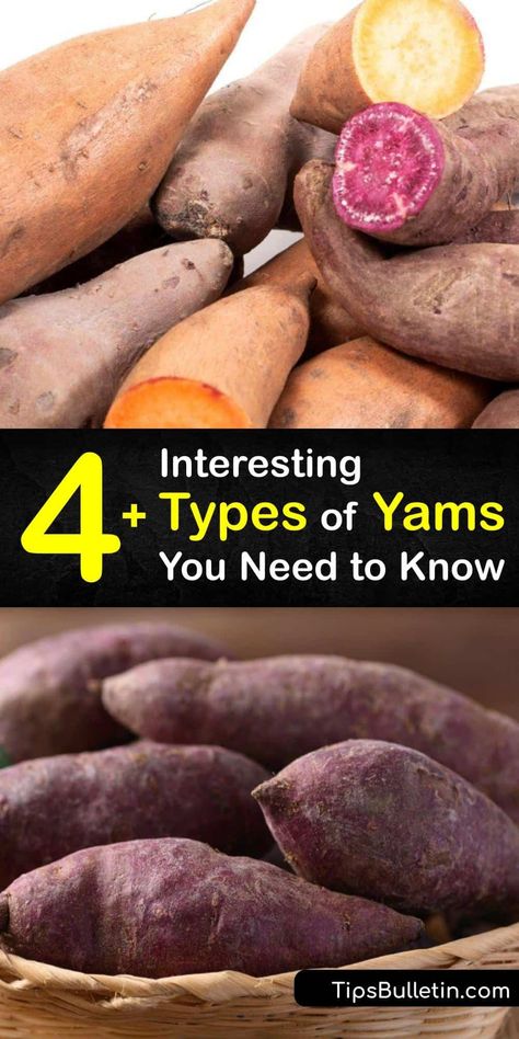 Yams are much loved root vegetables, often thought of as starchy tubers with deep orange flesh. Many types of yam exist from the American Beauregard, to true yams or Dioscorea, to the Japanese Mountain yam enjoyed in Asia, or the Filipino Purple yam. #types #yams #varieties Purple Yams, Japanese Yam, White Yam, Sweet Potato Varieties, Edible Forest, Korean Potatoes, Okinawan Sweet Potato, Canned Yams, Yam Or Sweet Potato