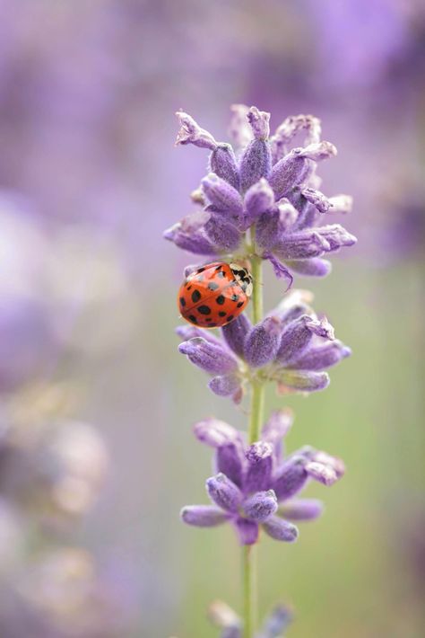 Ladybug and lavender. Ladybug On Lavender Tattoo, Lady Bug Tattoo, Lavender Tattoo, Lady Bugs, Bee Tattoo, Lavender Farm, Pacific Blue, Lavender Fields, Aesthetic Images