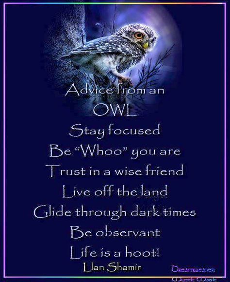 They are wise creatures, those owls. Animal Totem Spirit Guides, Owl Quotes, Spirit Animal Totem, Animal Spirit Guides, Animal Medicine, Animal Spirit, Spirit Animals, Advice Quotes, Nature Quotes