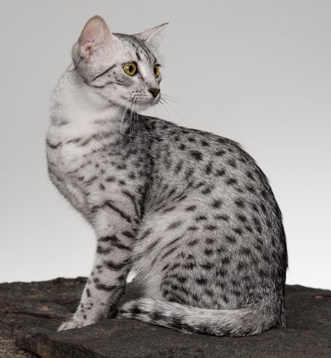 15 Exotic Cat Breeds You Can Adopt | Litter-Robot Exotic Cat Breeds, Domestic Cat Breeds, Ocicat, Egyptian Mau, Egyptian Cat, Exotic Cats, Bengal Cat, Animal Sketches, Domestic Cat